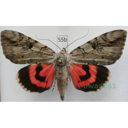 Catocala electa (Vieweg, 1790) male Wstęgówka karminówka ex. ovo Slovakia55b